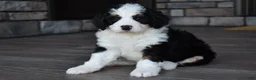Mini Bernedoodle dogs for sale: Jazzie - Ad 13