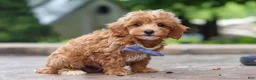 Maltipoo dogs for sale: Leo - Ad 7