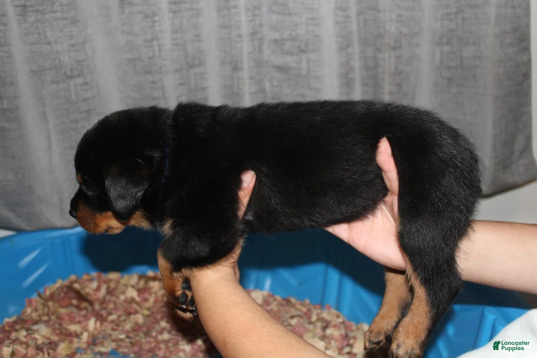 Rottweiler dogs for sale: Mr. Blue  - Ad 2