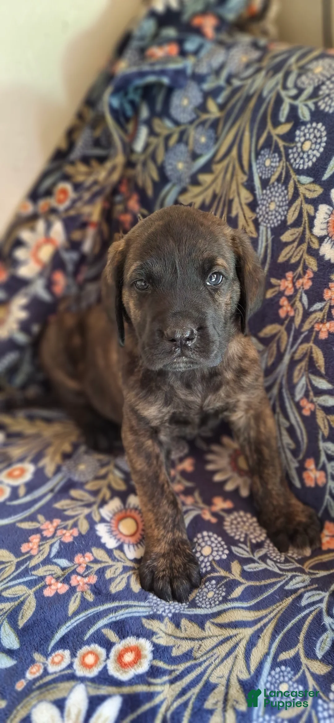 English Mastiff dogs for sale: Cedar - Brindle English Mastiff Puppy - Ad 2