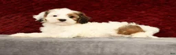 Cavapoo dogs for sale: Kendall - Ad 3