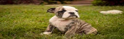 English Bulldog dogs for sale: Queen English Bulldog  - Ad 1