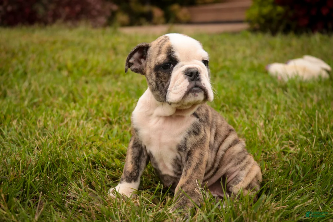 English Bulldog dogs for sale: Queen English Bulldog  - Ad 1