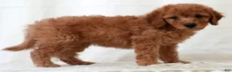 Mini Goldendoodle dogs for sale: Remington - Ad 7