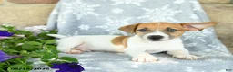 Jack Russell Terrier dogs for sale: Jace - Ad 2