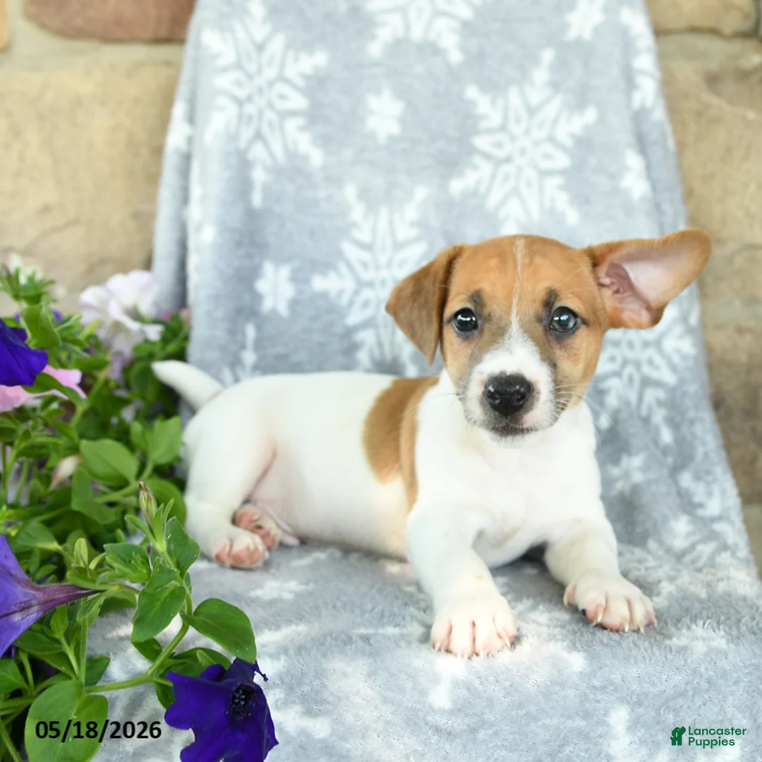 Jack Russell Terrier dogs for sale: Jace - Ad 2