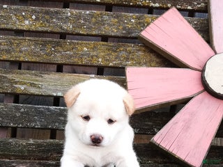 Shiba Inu dogs Sunny - Ad 7