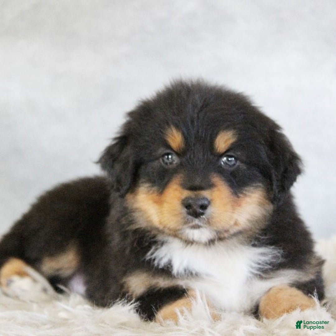 Australian Shepherd dogs for sale: Teagan - Ad 1
