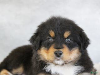 Australian Shepherd dogs Teagan - Ad 27