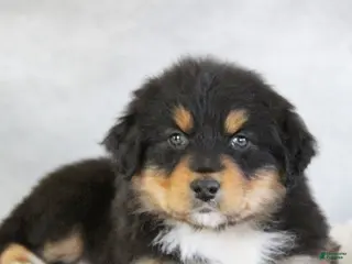Australian Shepherd dogs Teagan - Ad 35