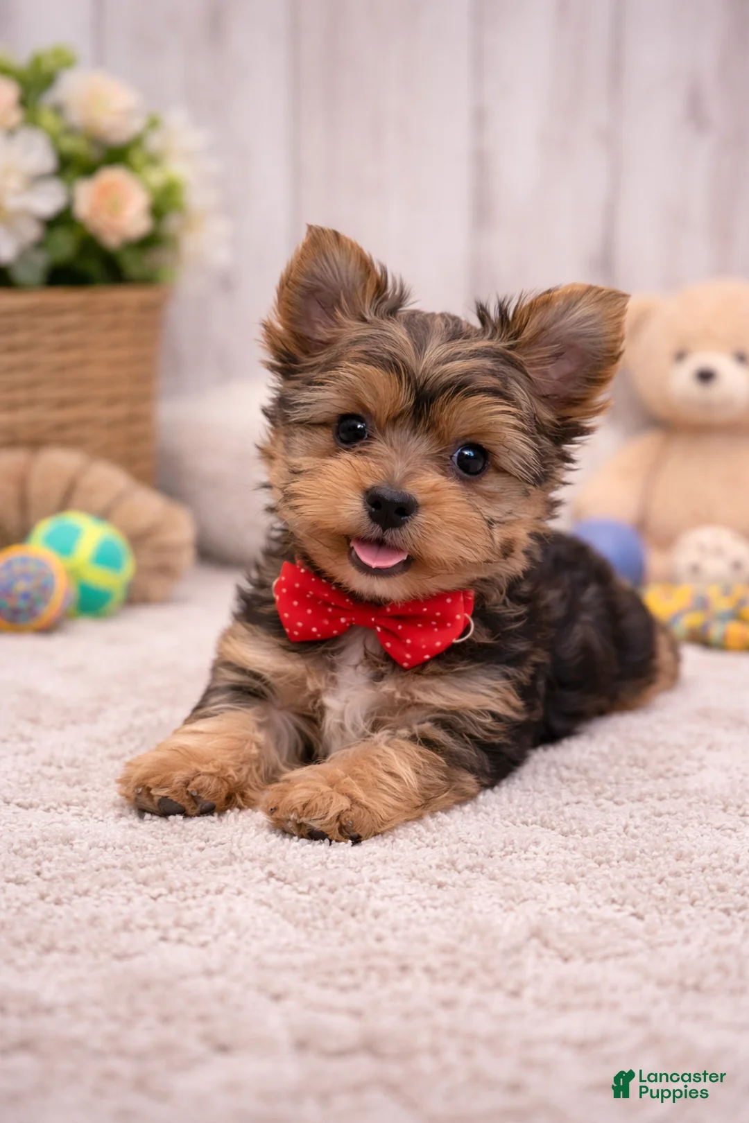 Yorkshire Terrier dogs for sale: Milo - Ad 2