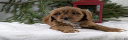 Cavapoo dogs for sale: Nicklous  - Ad 8