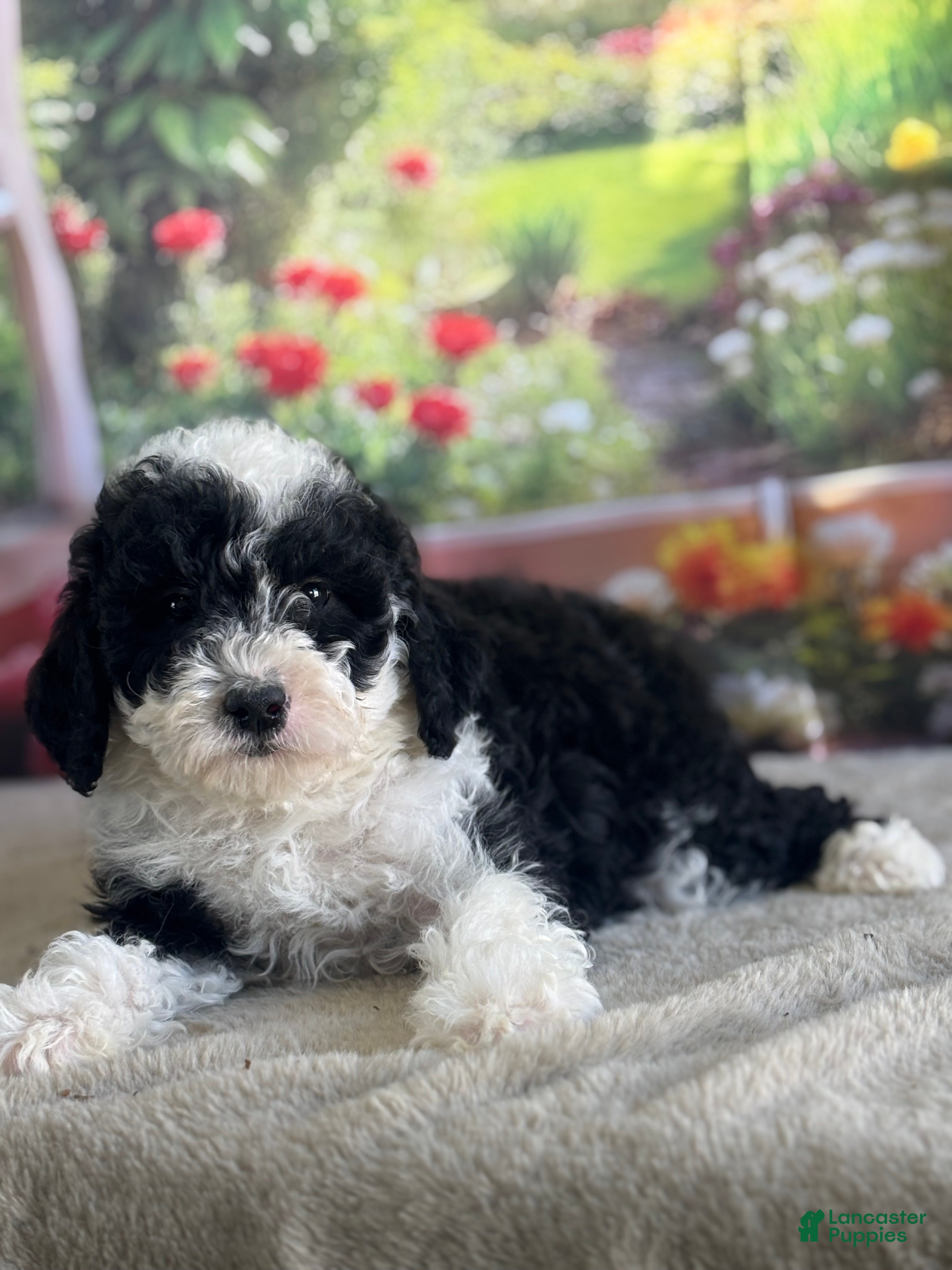 Bernedoodle dogs Bronco - Ad 29