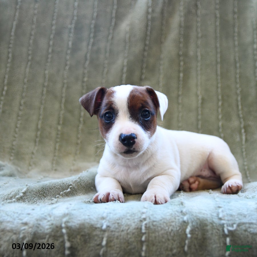 Jack Russell Terrier dogs Wellington - Ad 2