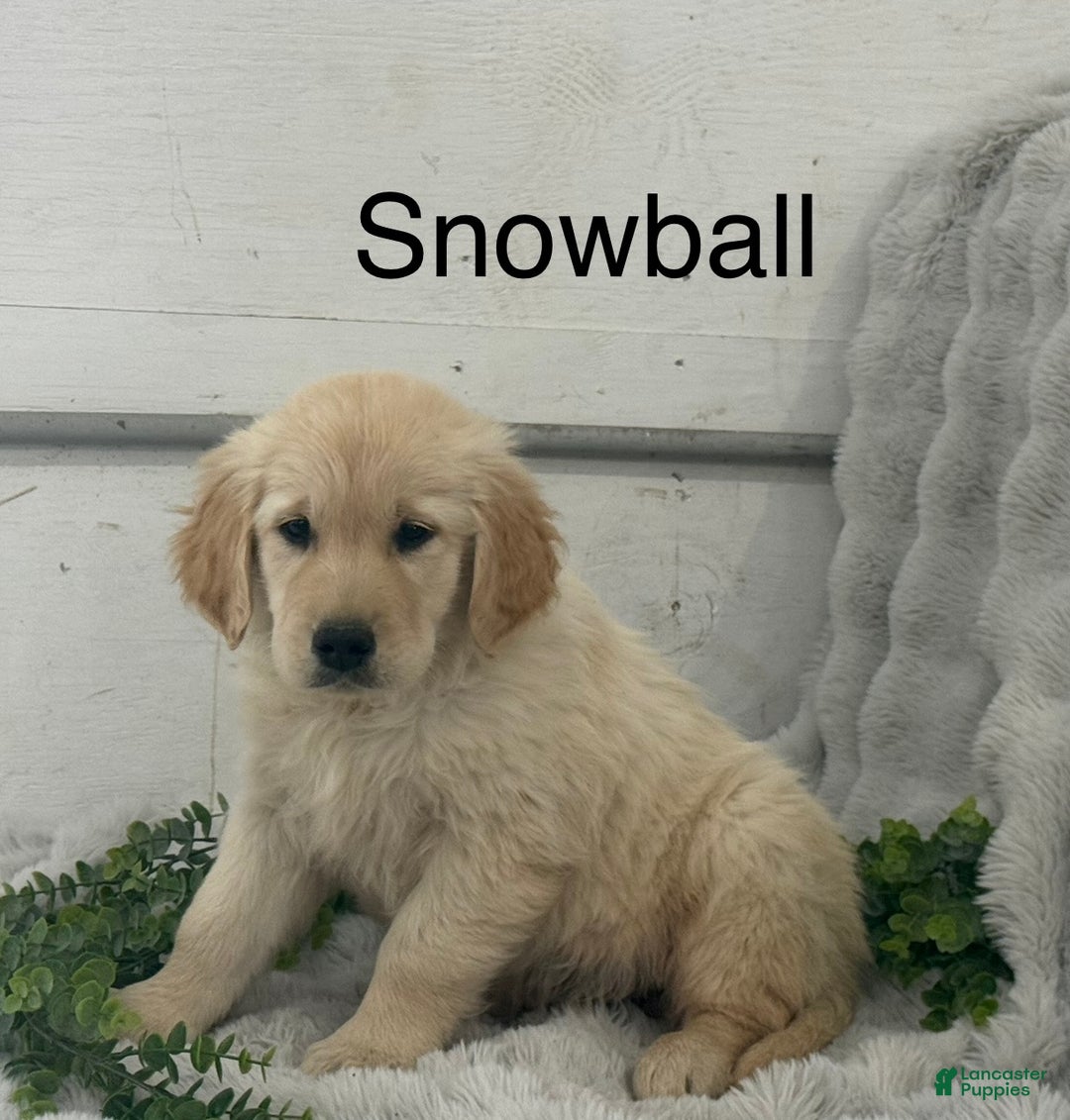 Golden Retriever dogs for sale: Snow Ball - Ad 1