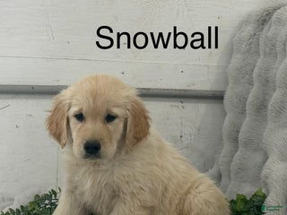 Golden Retriever dogs Snow Ball - Ad 4