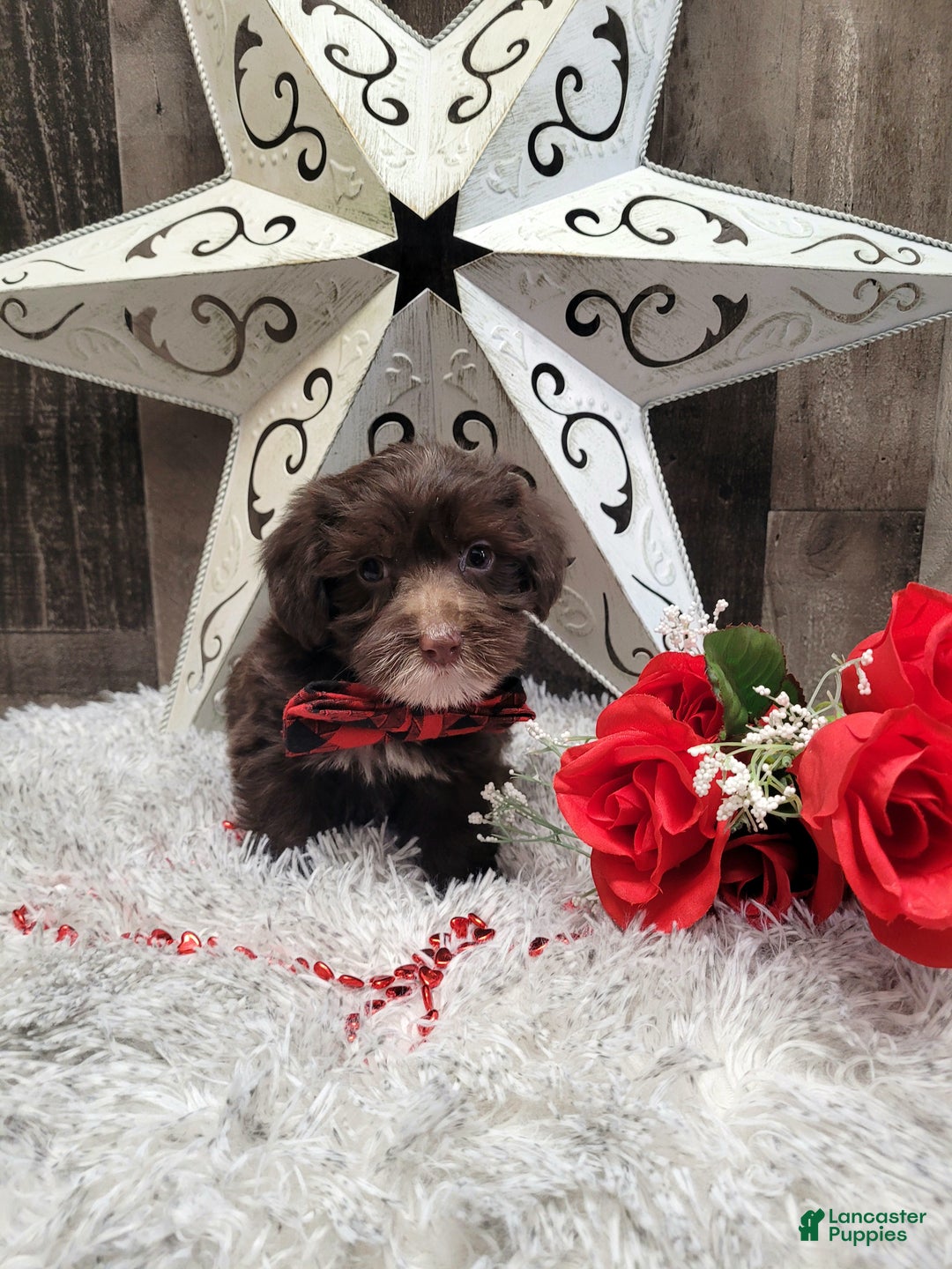 Mixed Breed dogs for sale: Brownie - Ad 3