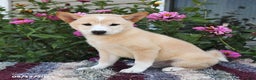 Shiba Inu dogs for sale: Shiba Inu 4 puppies - Ad 29