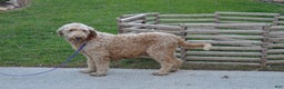 Goldendoodle dogs for sale: Reese - Ad 6