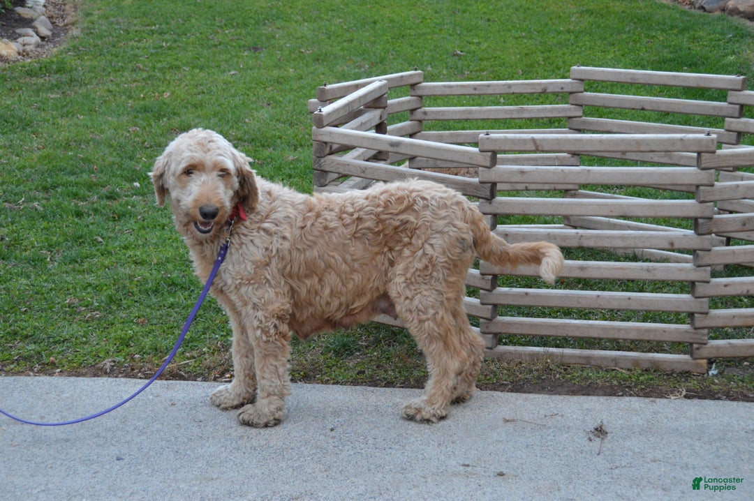 Goldendoodle dogs for sale: Reese - Ad 6
