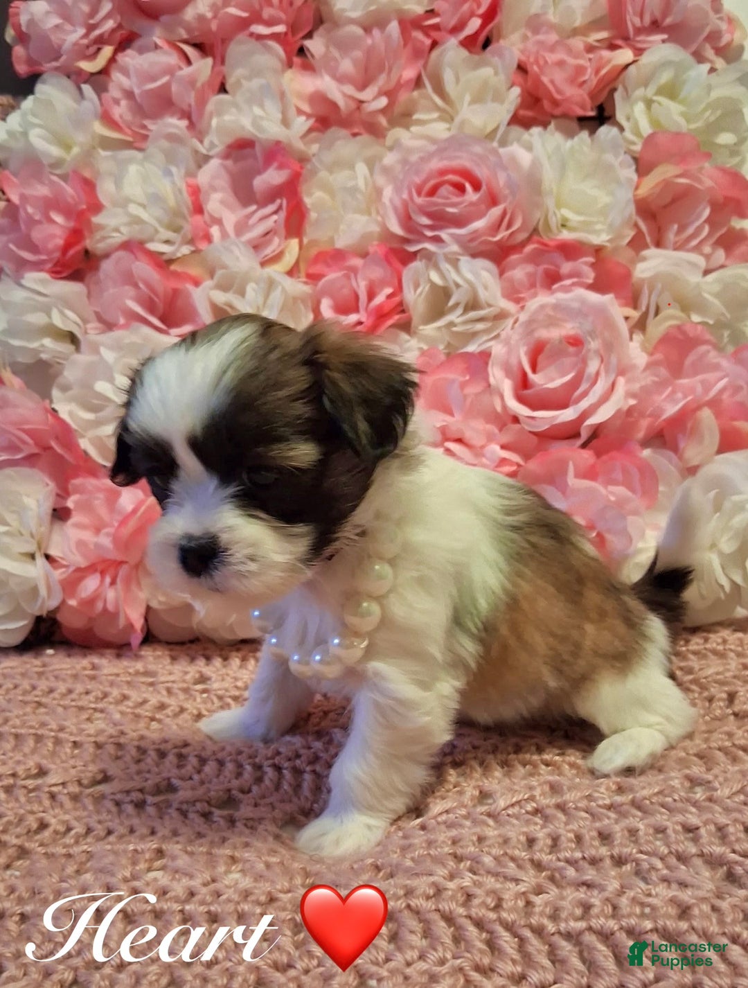 Shih Tzu dogs for sale: Heart - Ad 2