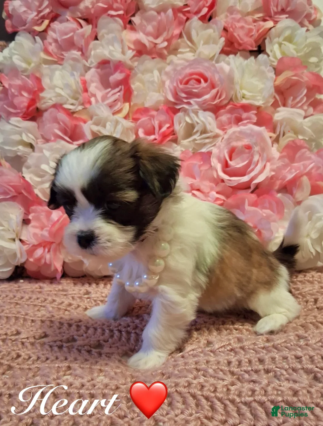 Shih Tzu dogs for sale: Heart - Ad 8