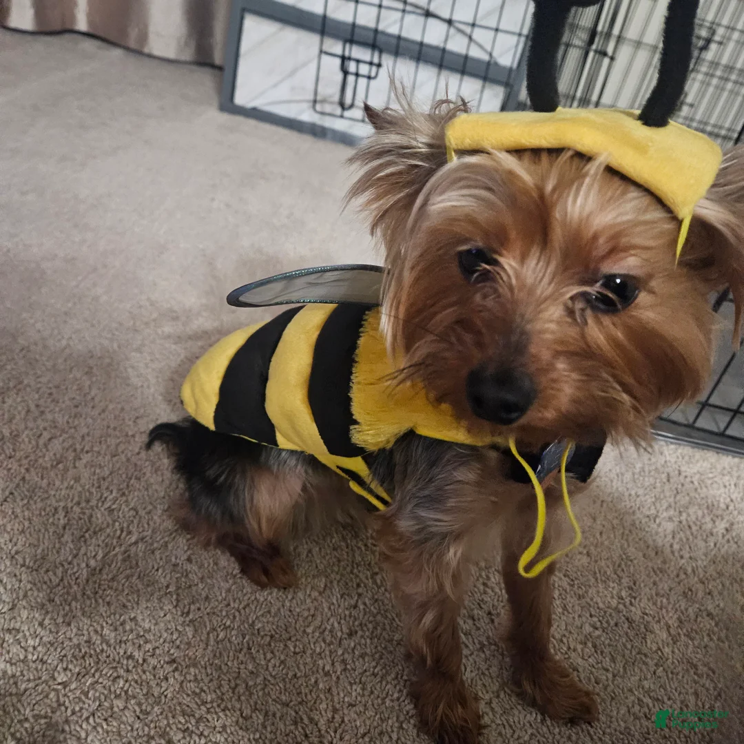 Yorkshire Terrier dogs for sale: Yorkshire Terrier Dog - Ad 2