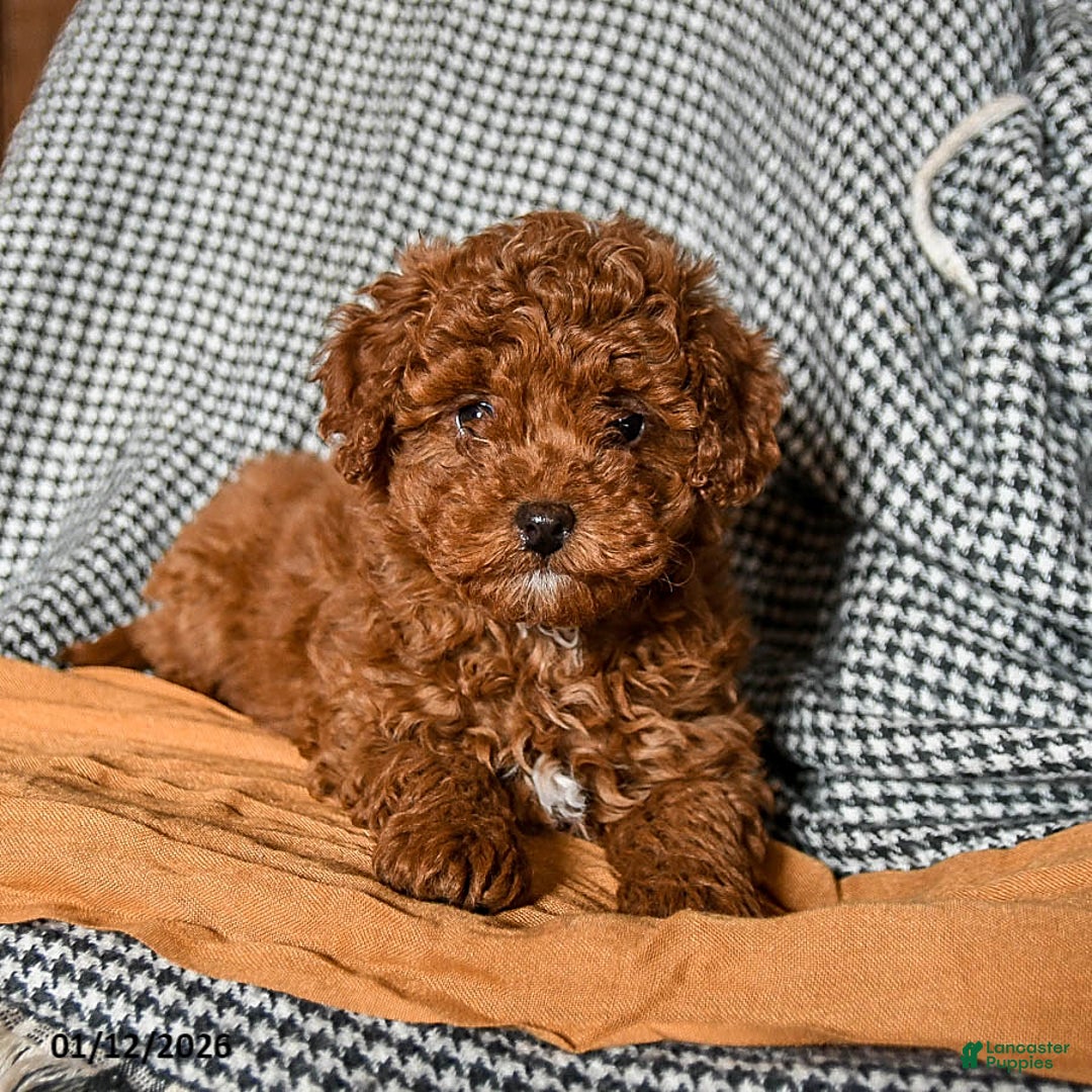 Cavapoo dogs for sale: Custard - Ad 2