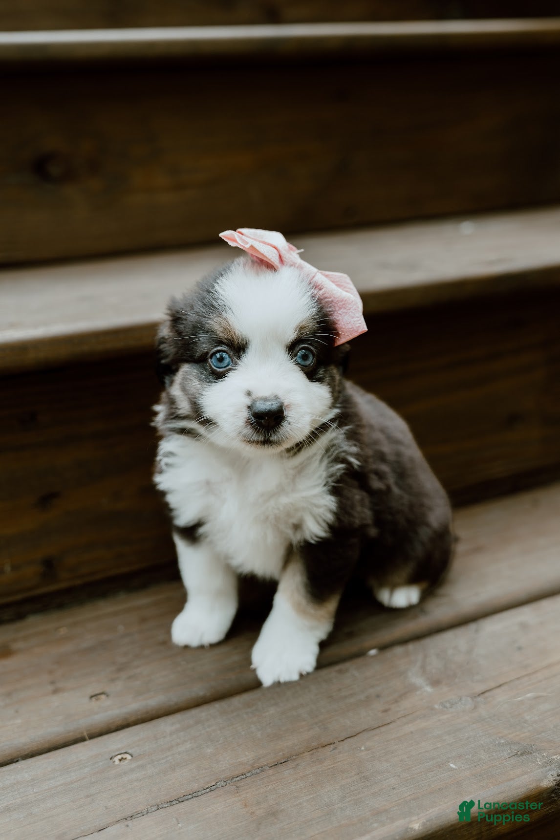 Miniature Australian Shepherd dogs for sale: Sage - Ad 1