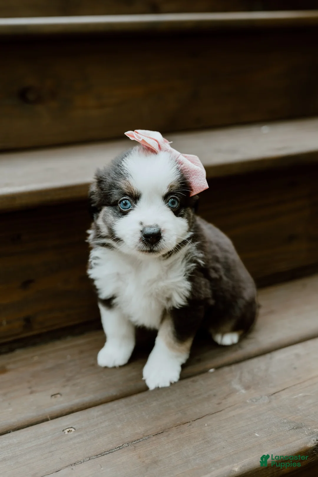 Miniature Australian Shepherd dogs for sale: Sage - Ad 1