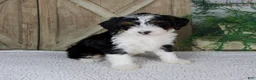 Mini Bernedoodle dogs for sale: Treva - Ad 2