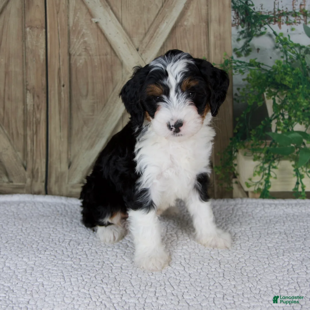 Mini Bernedoodle dogs for sale: Treva - Ad 2