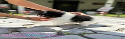 Pomeranian dogs for sale: Little Mars - Ad 4