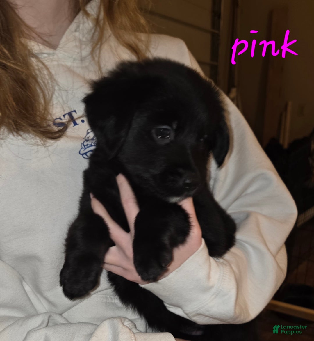 Mixed Breed dogs for sale: Golden shepherd, pink - Ad 1