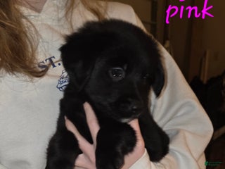 Mixed Breed dogs for sale: Golden shepherd, pink - Ad 4