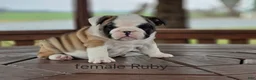 English Bulldog dogs for sale: English Bulldog Puppy 4 - Ad 17