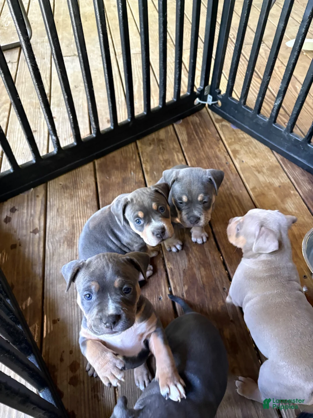 American Bully dogs for sale: American Bully 1 - Ad 2
