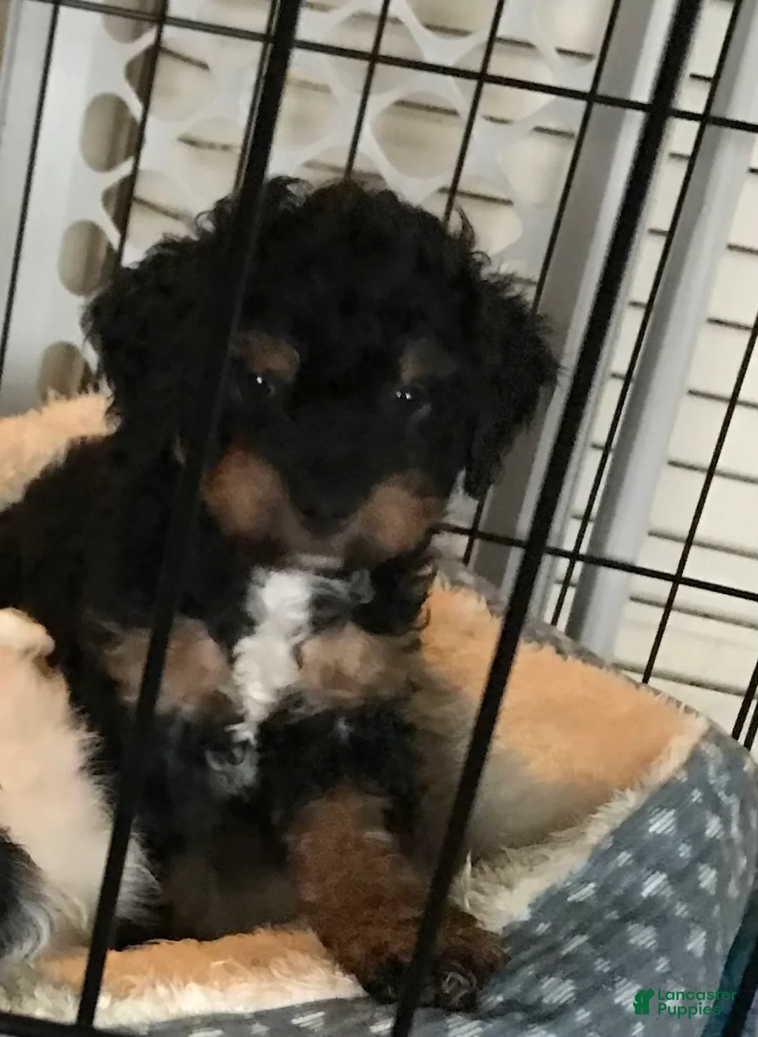 Mixed Breed dogs for sale: Mixed Breed Puppy 1 - Ad 1