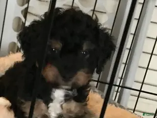 Mixed Breed dogs Mixed Breed Puppy 1 - Ad 37