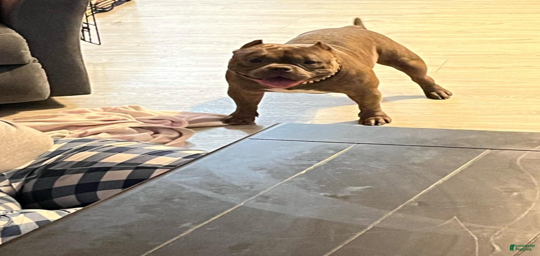 Gallery Image {{count}}