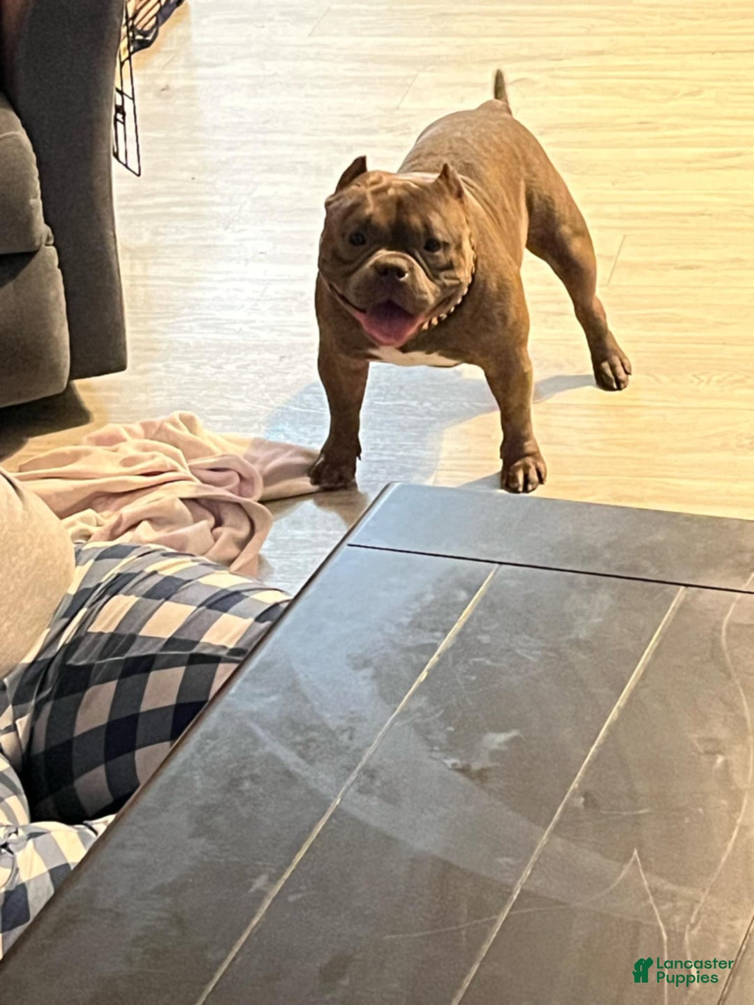 Gallery Image {{count}}