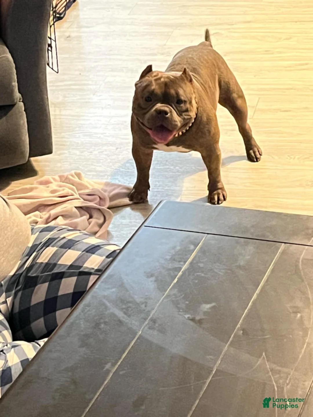 Gallery Image {{count}}