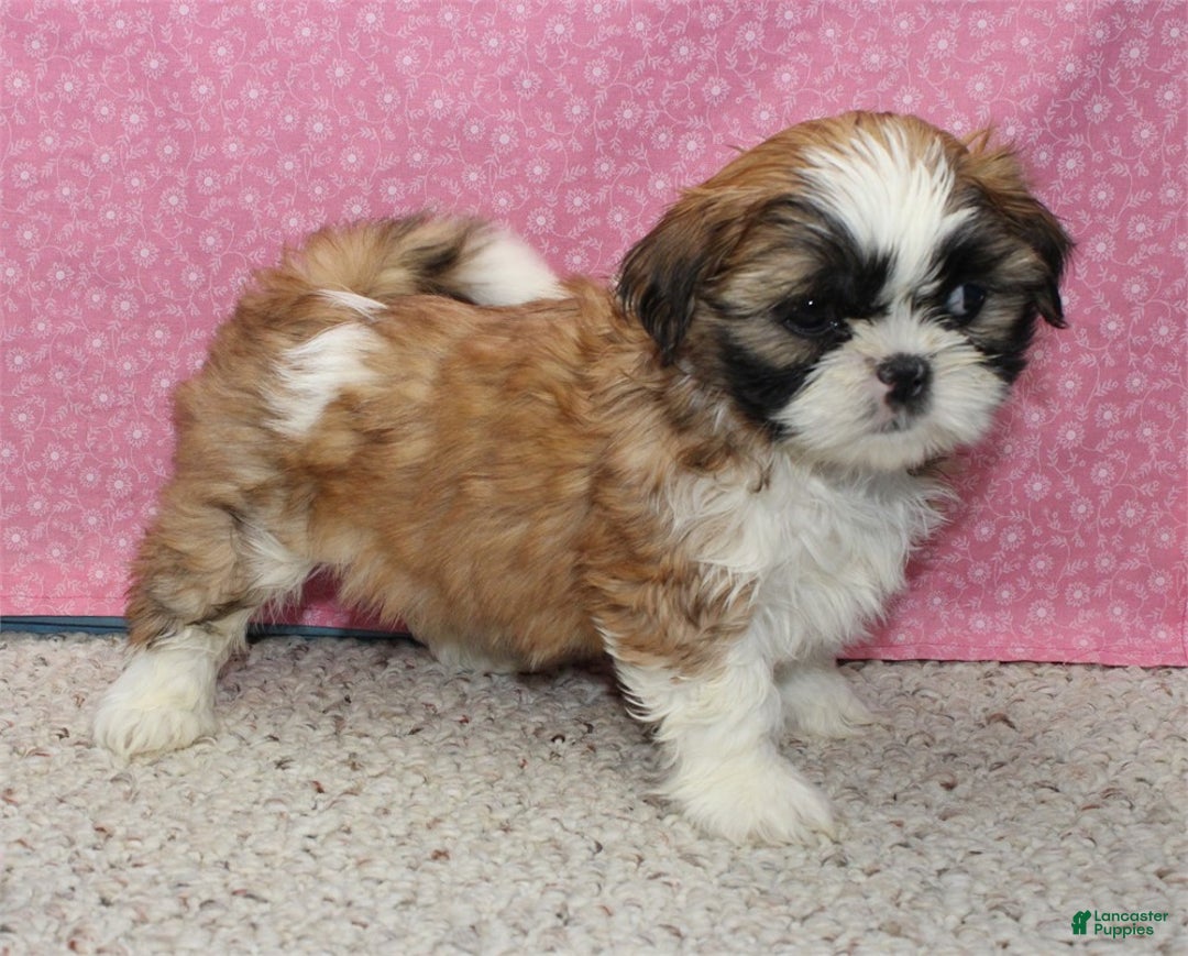 Shih Tzu dogs for sale: Liberty - Ad 2