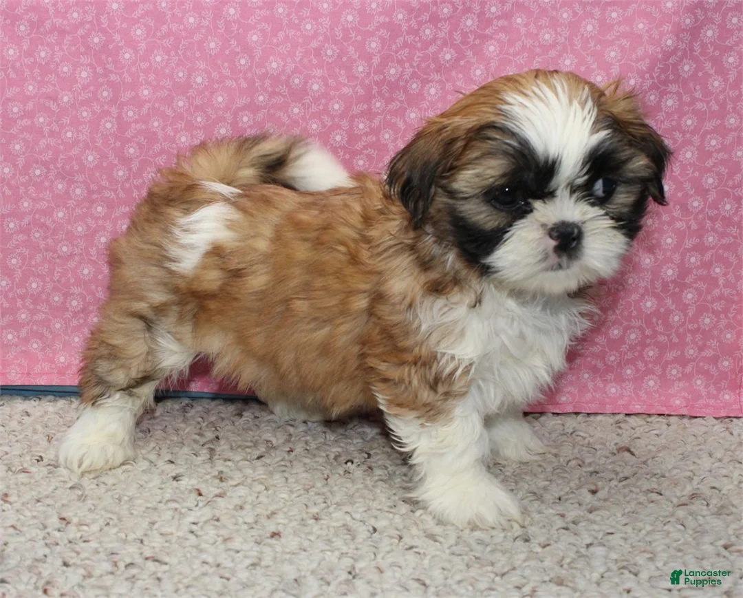 Shih Tzu dogs for sale: Liberty - Ad 2