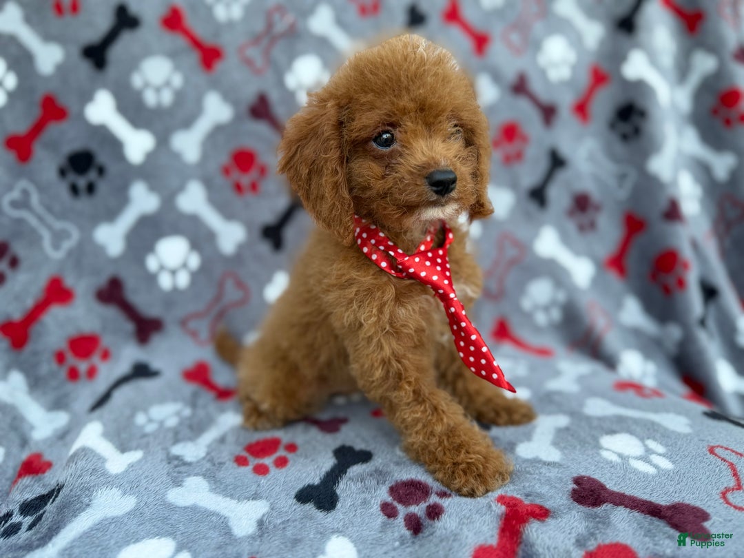Cockapoo dogs for sale: Dasher - Ad 2