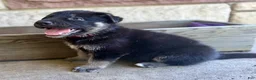 German Shepherd dogs for sale: Peter - Ad 16