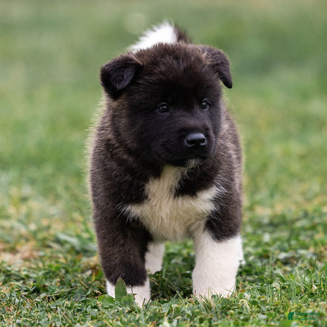 Akita dogs for sale: Tank - Ad 5