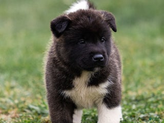 Akita dogs Tank - Ad 13