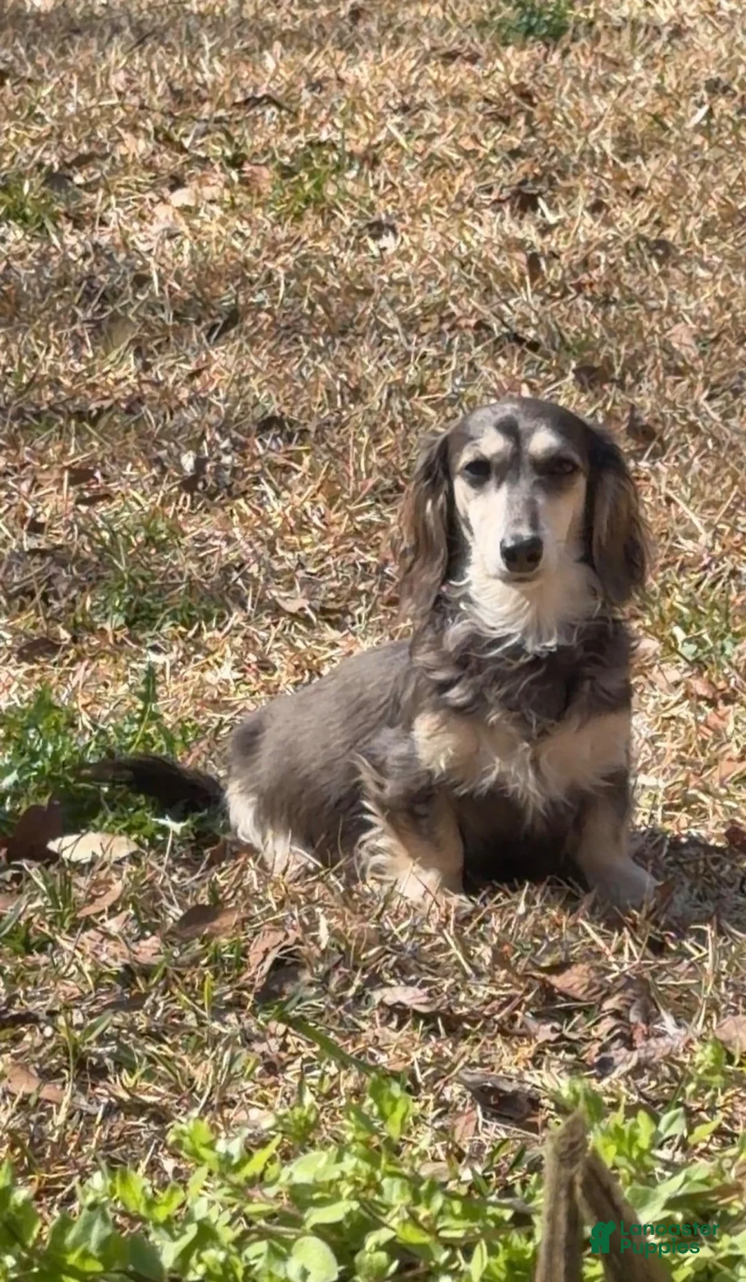 Miniature Dachshund dogs for sale: Dottie  - Ad 4