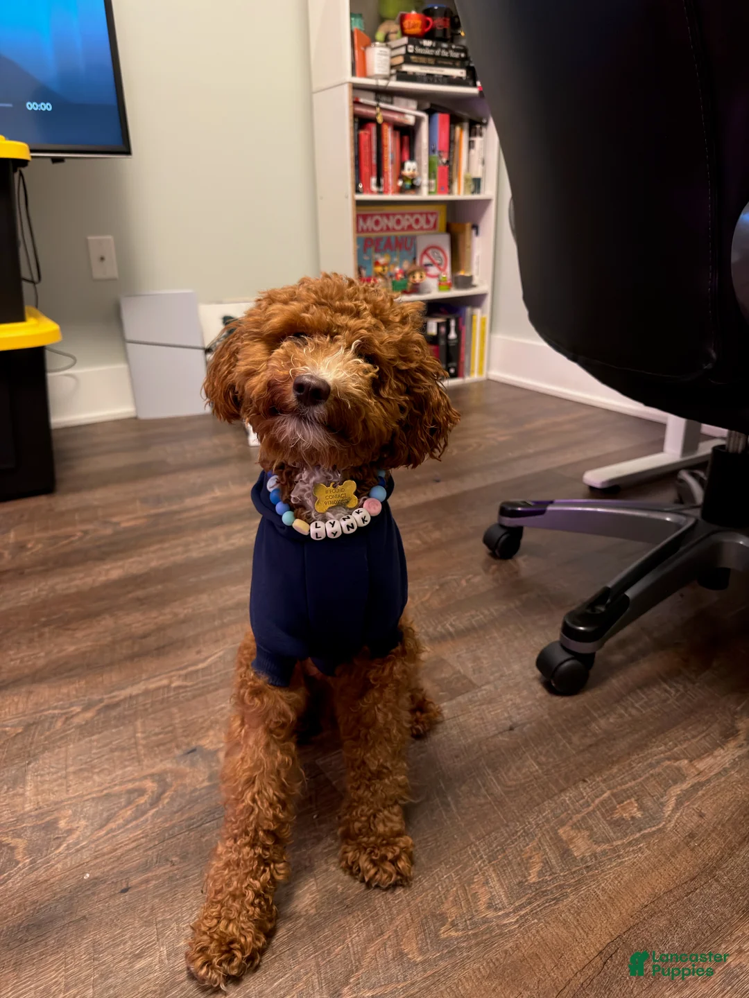 Miniature Poodle dogs for sale: Miniature Poodle 1 - Ad 1